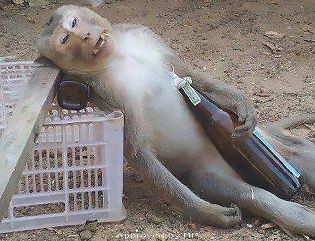 Drunk-monkey.jpg